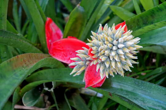 Aechmea tomentosa Mez的圖片