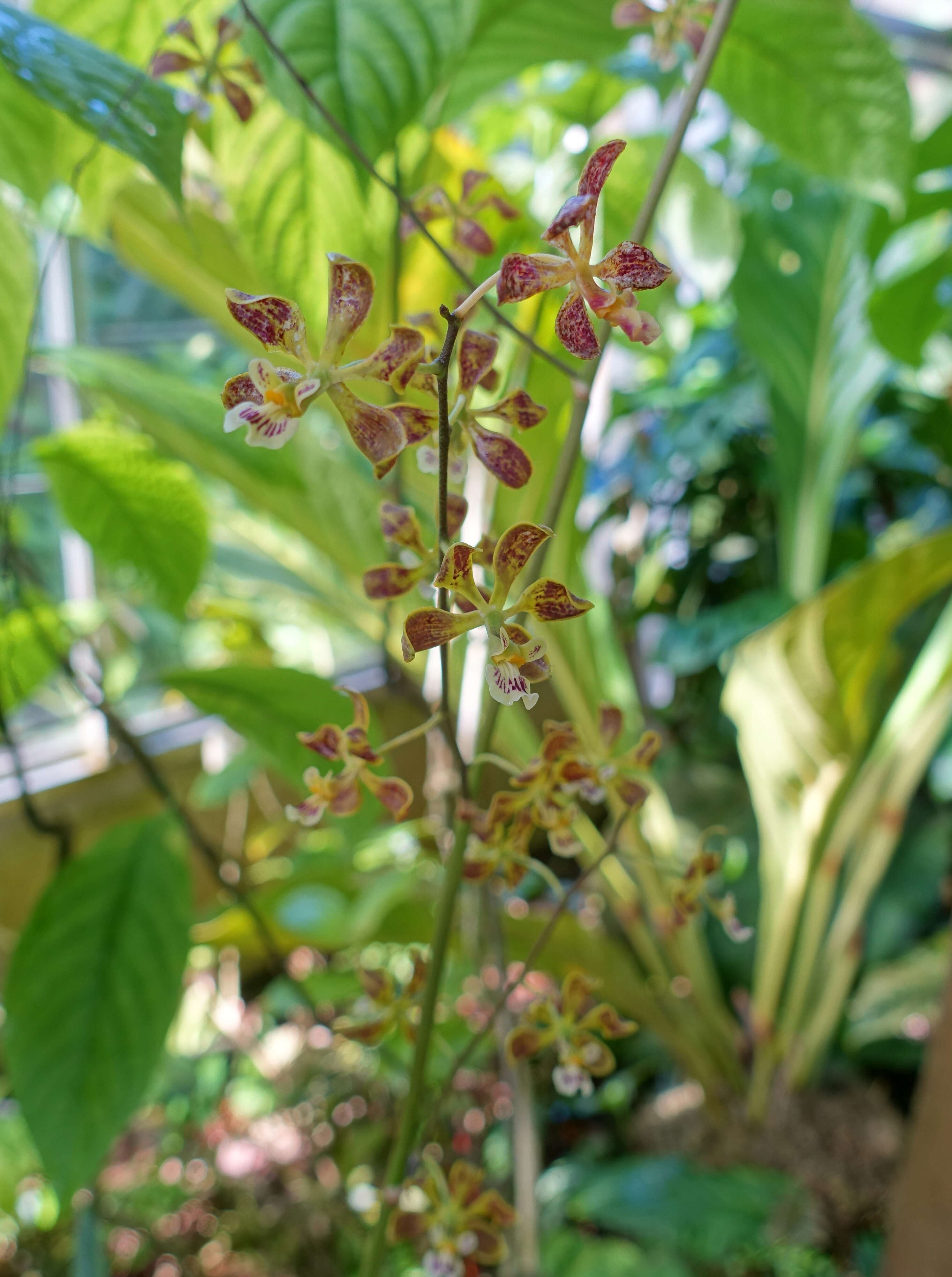 Sivun Encyclia oncidioides (Lindl.) Schltr. kuva