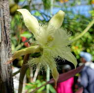 Image of Rhyncholaelia digbyana (Lindl.) Schltr.