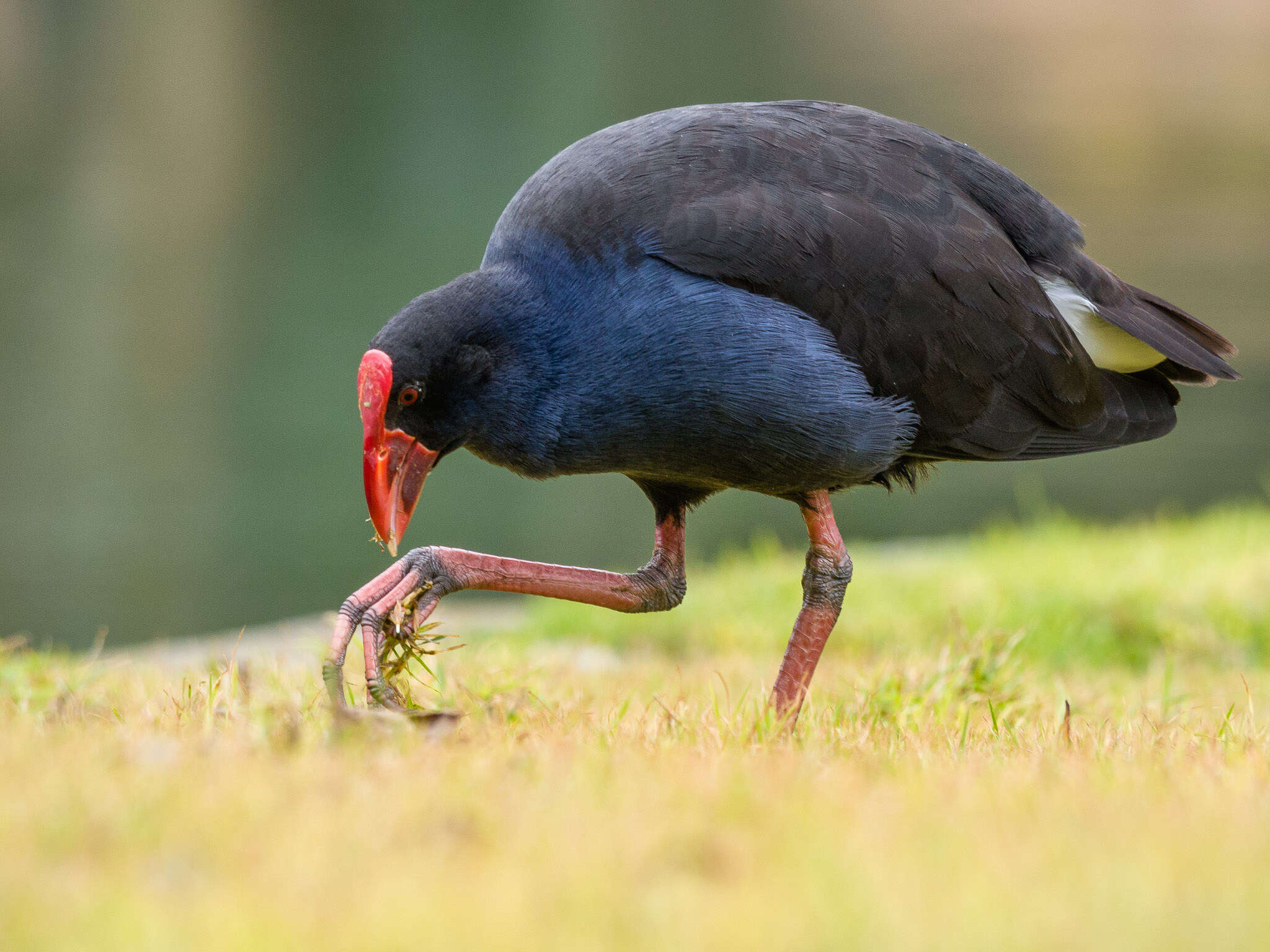 Image of Australasian Swamphen