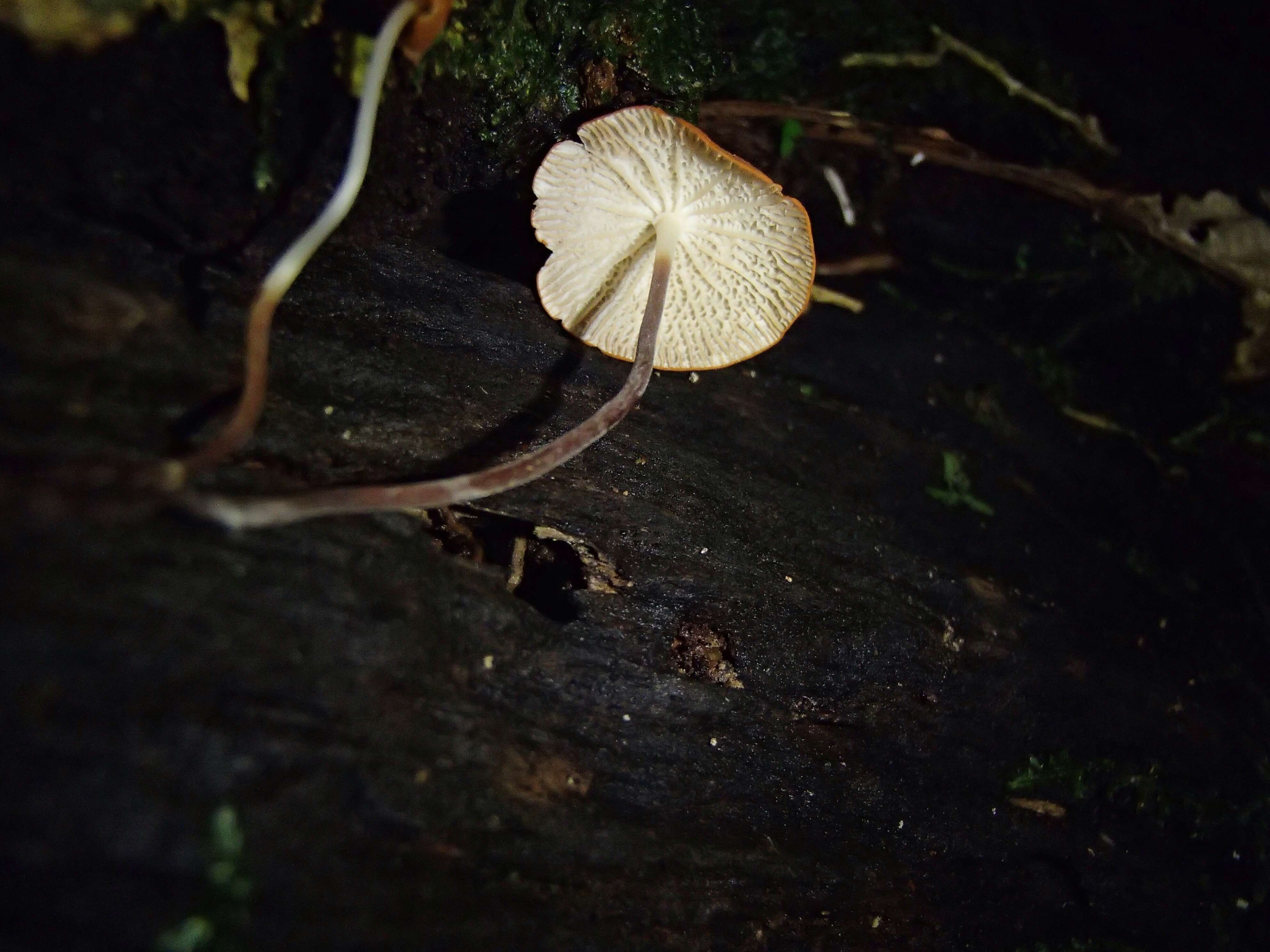 Image of Marasmius cladophyllus Berk. 1856