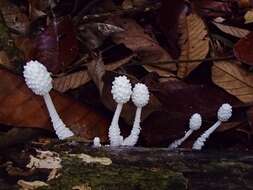 Leucocoprinus cretaceus (Bull.) Locq. 1945 resmi