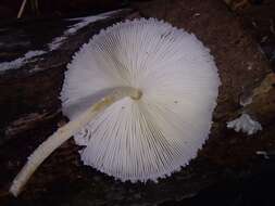 Leucocoprinus cretaceus (Bull.) Locq. 1945 resmi