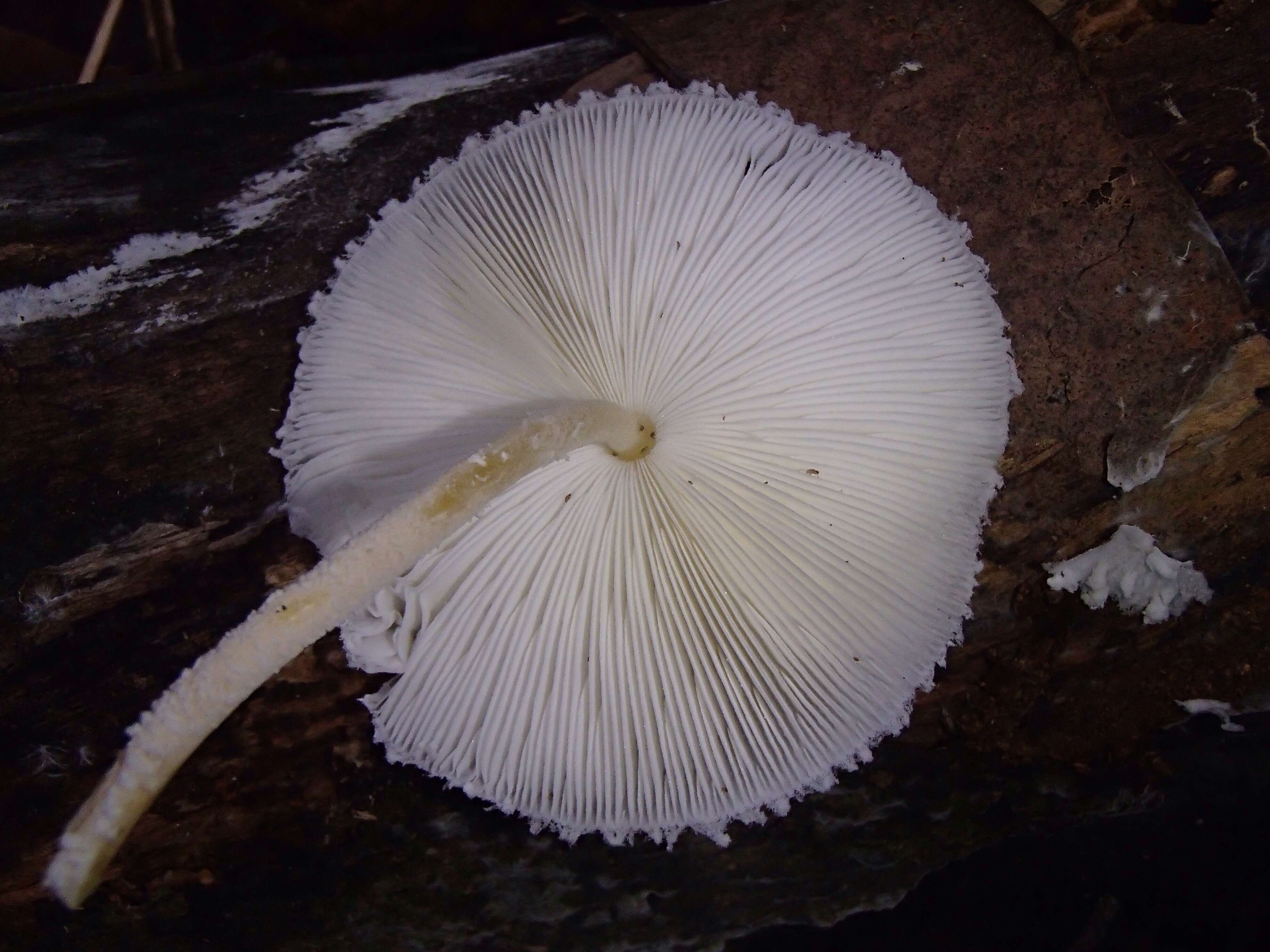 Leucocoprinus cretaceus (Bull.) Locq. 1945 resmi