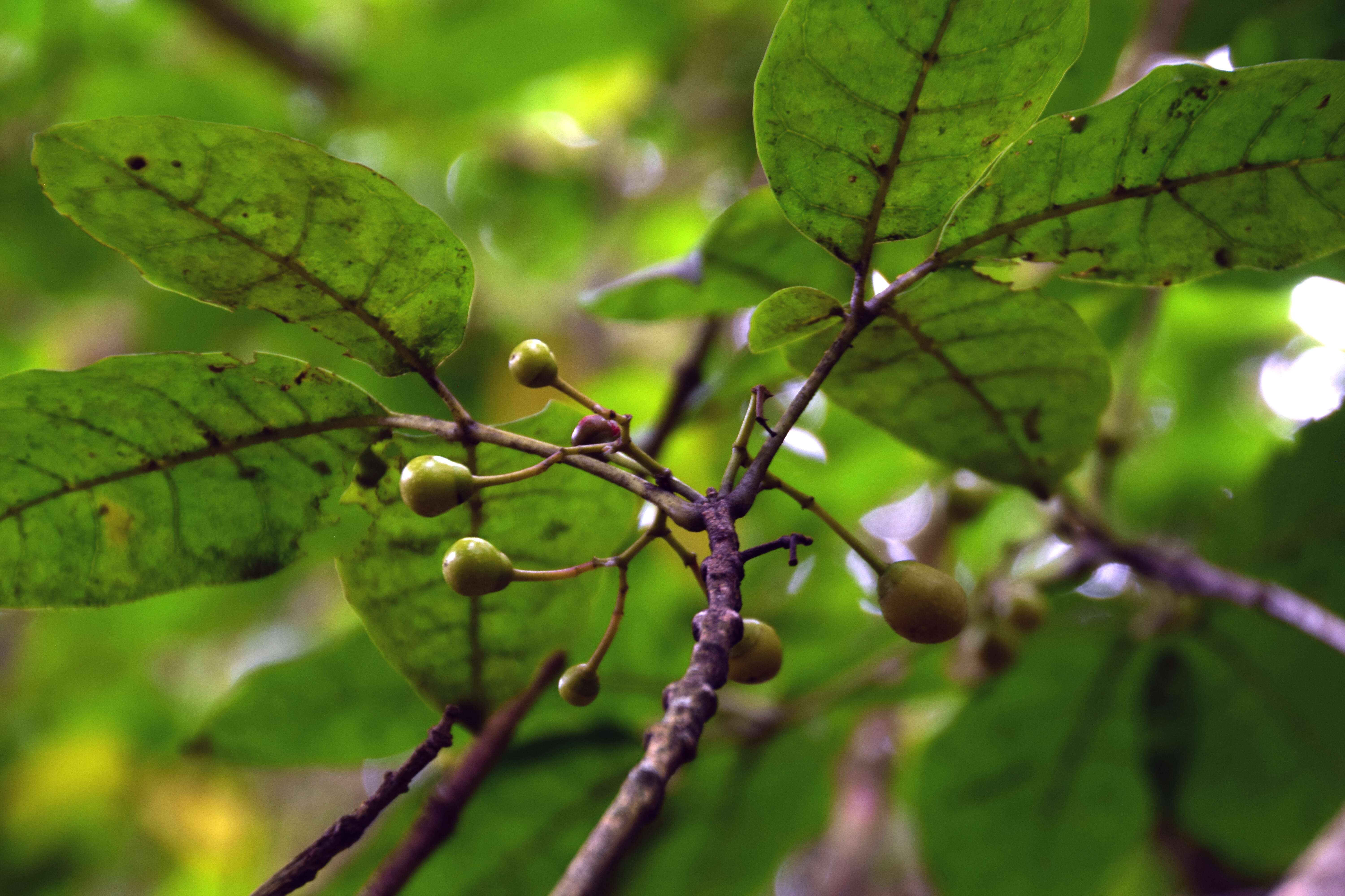 Image of Vitex lucens Kirk