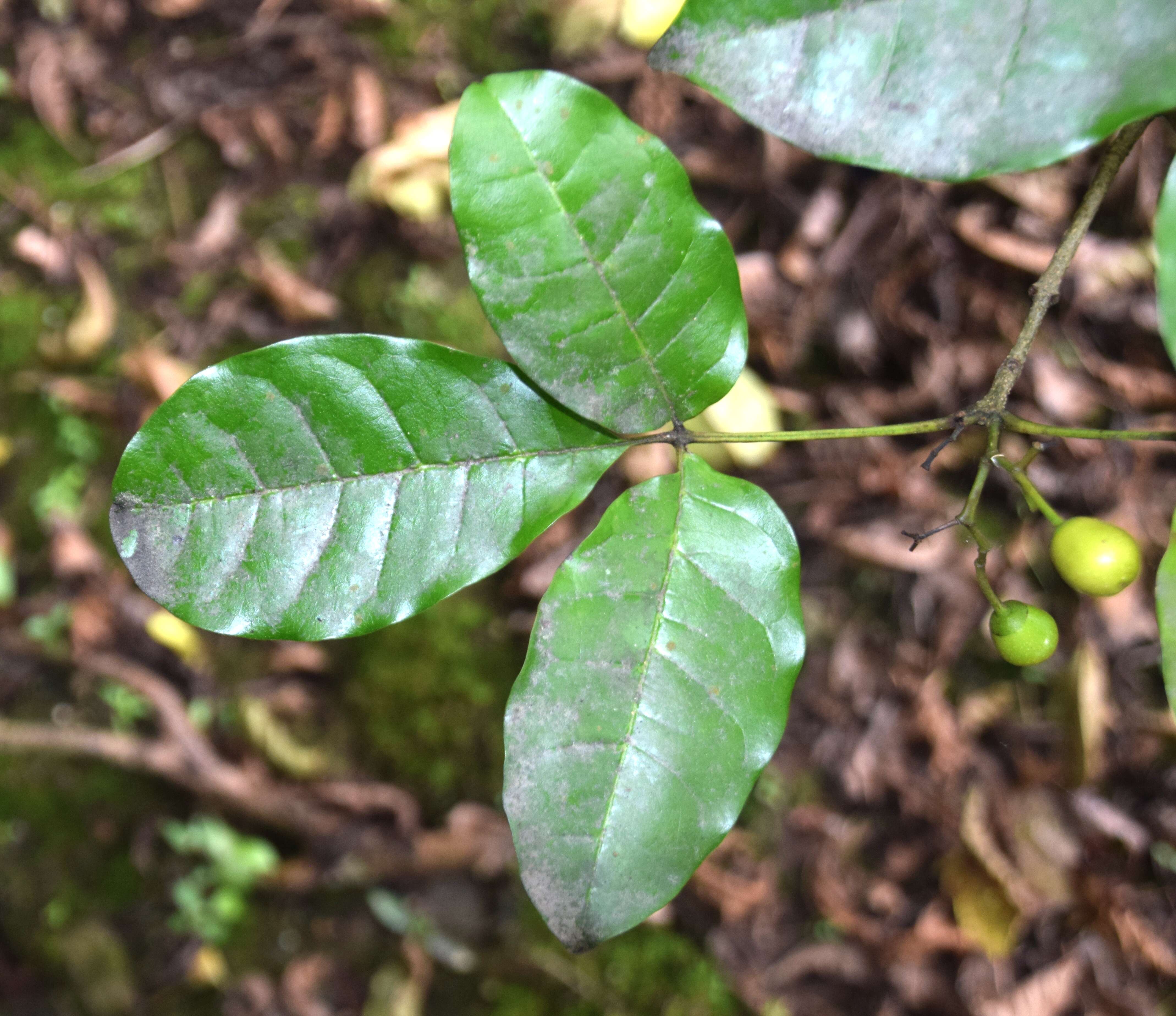 Image of Vitex lucens Kirk