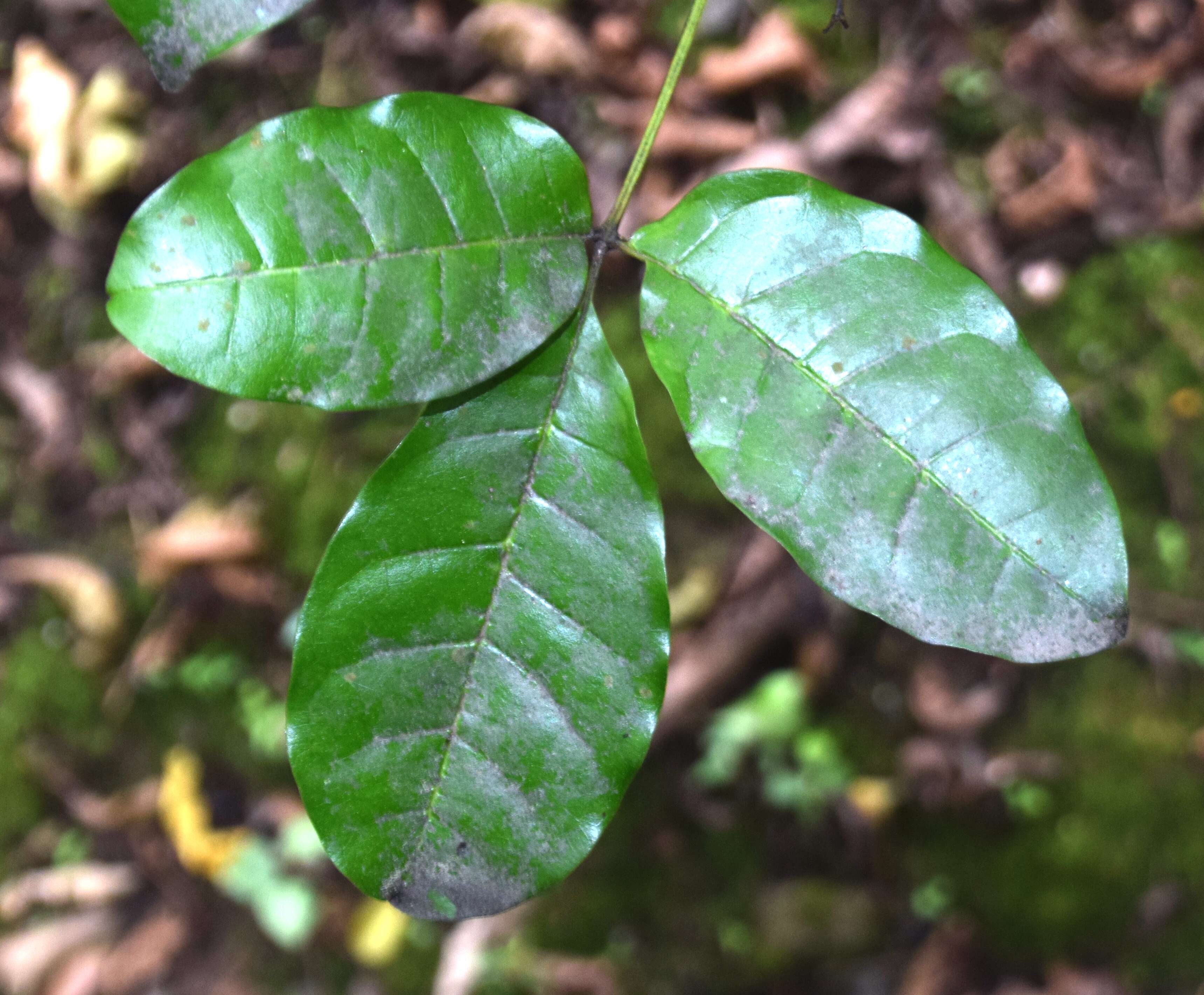 Image of Vitex lucens Kirk