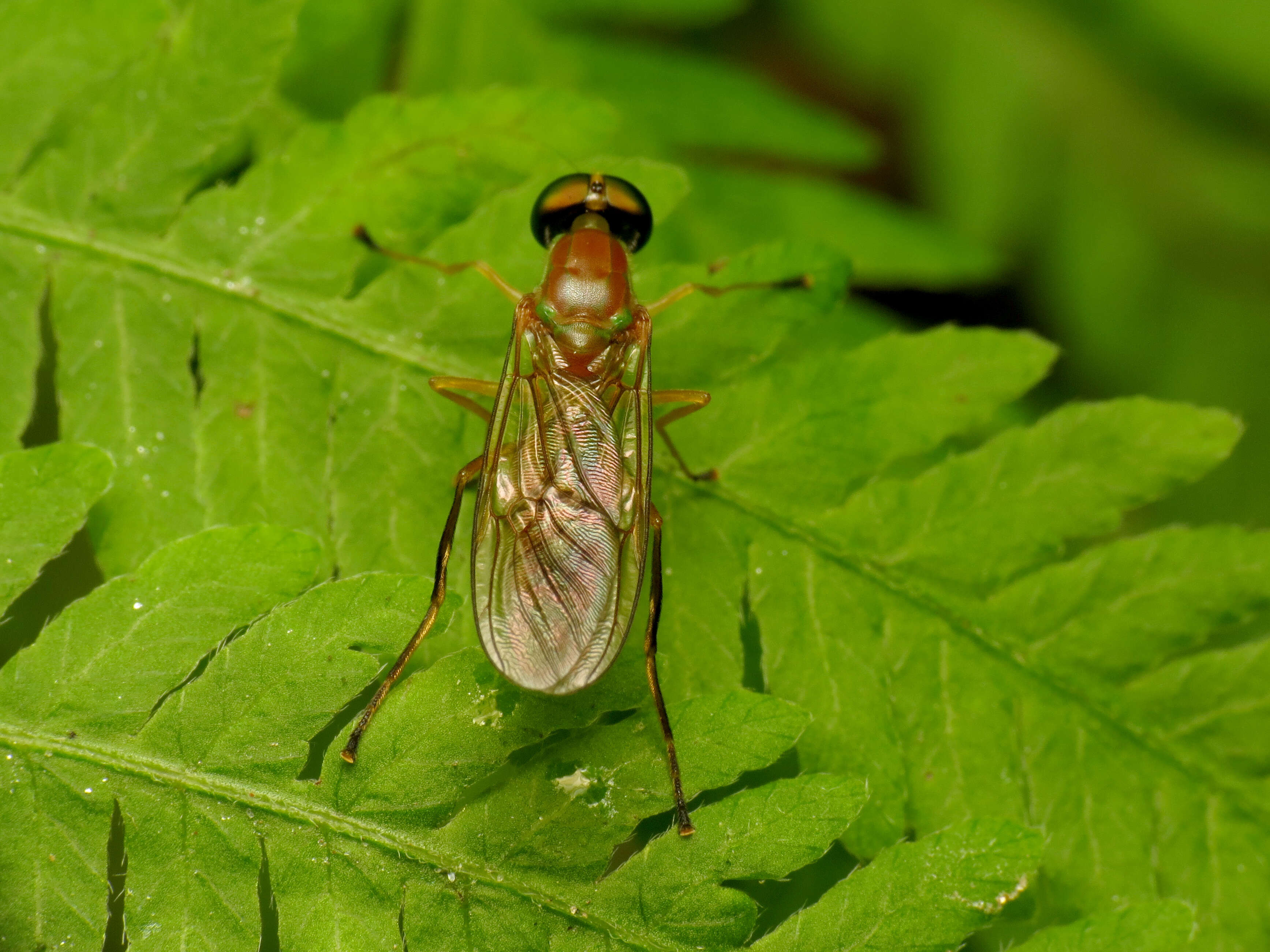 Image of Ptecticus trivittatus (Say 1829)