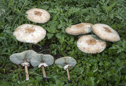 Plancia ëd Chlorophyllum molybdites (G. Mey.) Massee ex P. Syd. 1900