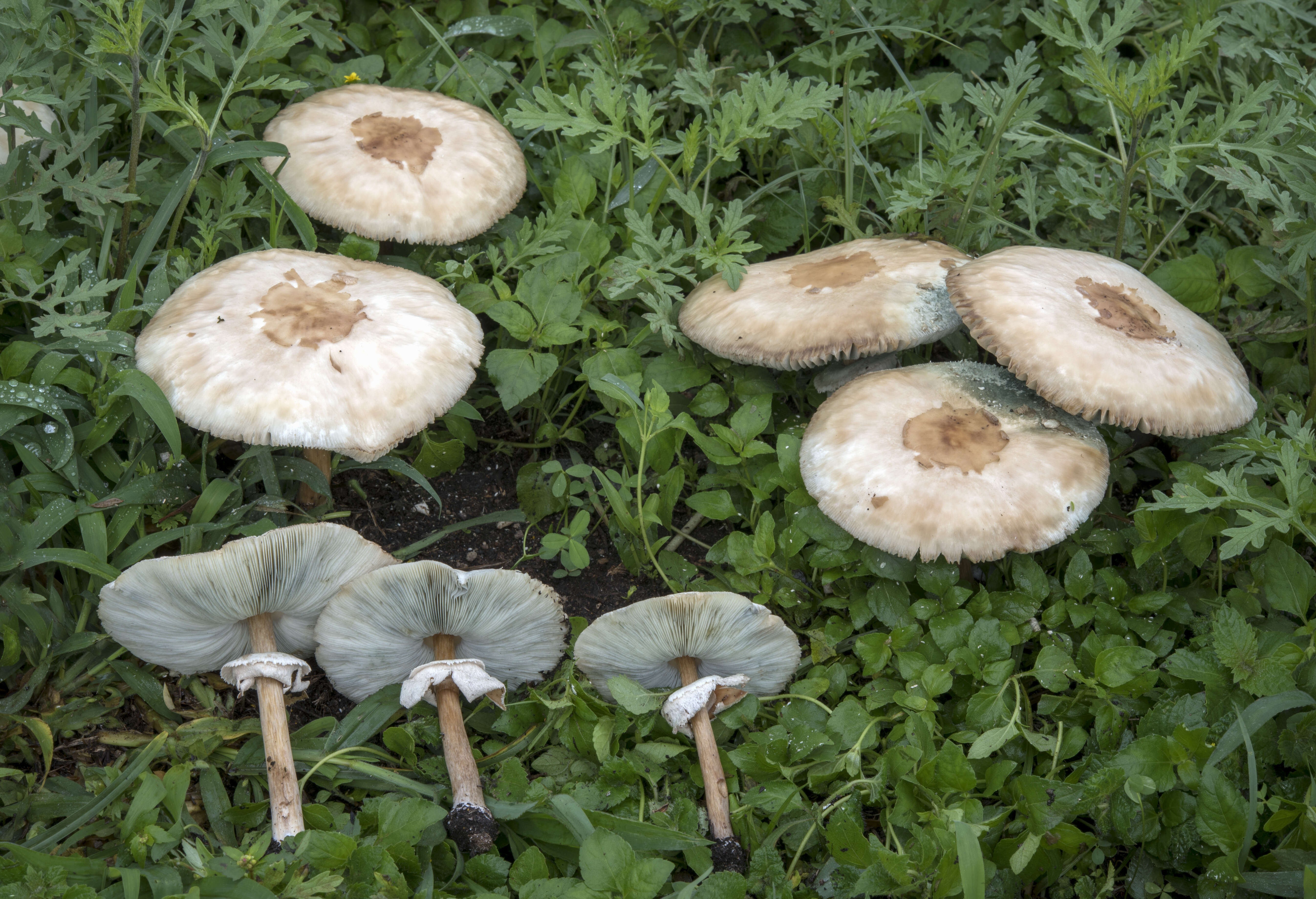 Plancia ëd Chlorophyllum molybdites (G. Mey.) Massee ex P. Syd. 1900