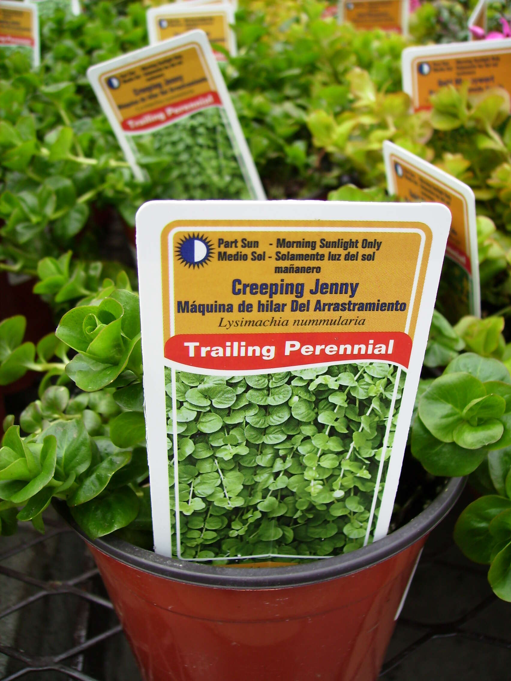 Image of creeping jenny