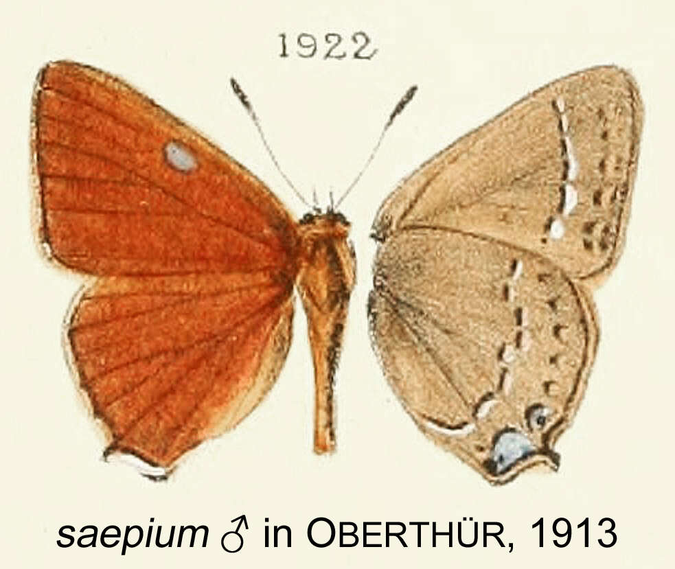 Image of Satyrium saepium