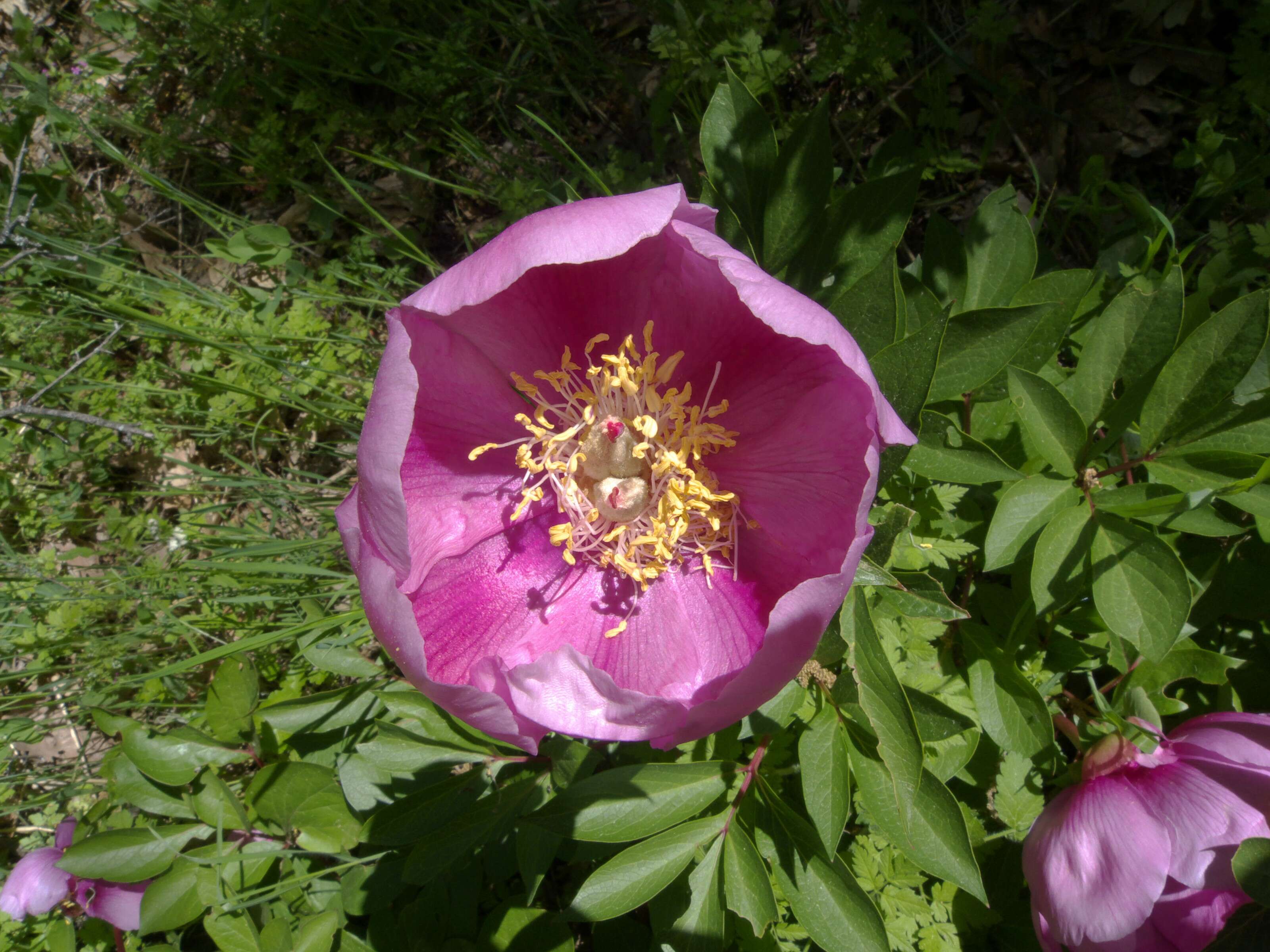 Image of Paeonia broteri