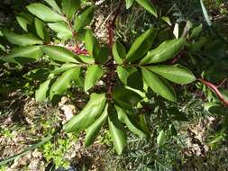 Image of Paeonia broteri