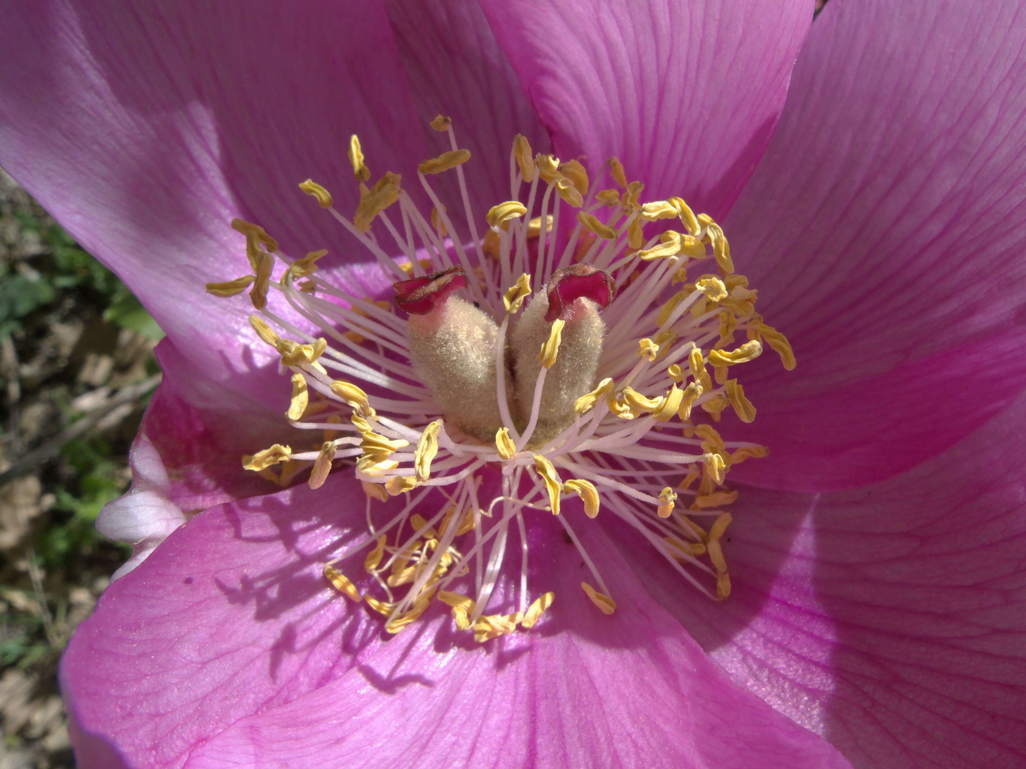 Image of Paeonia broteri