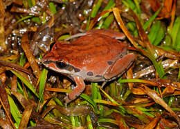 Image of Ornate Chorus Frog