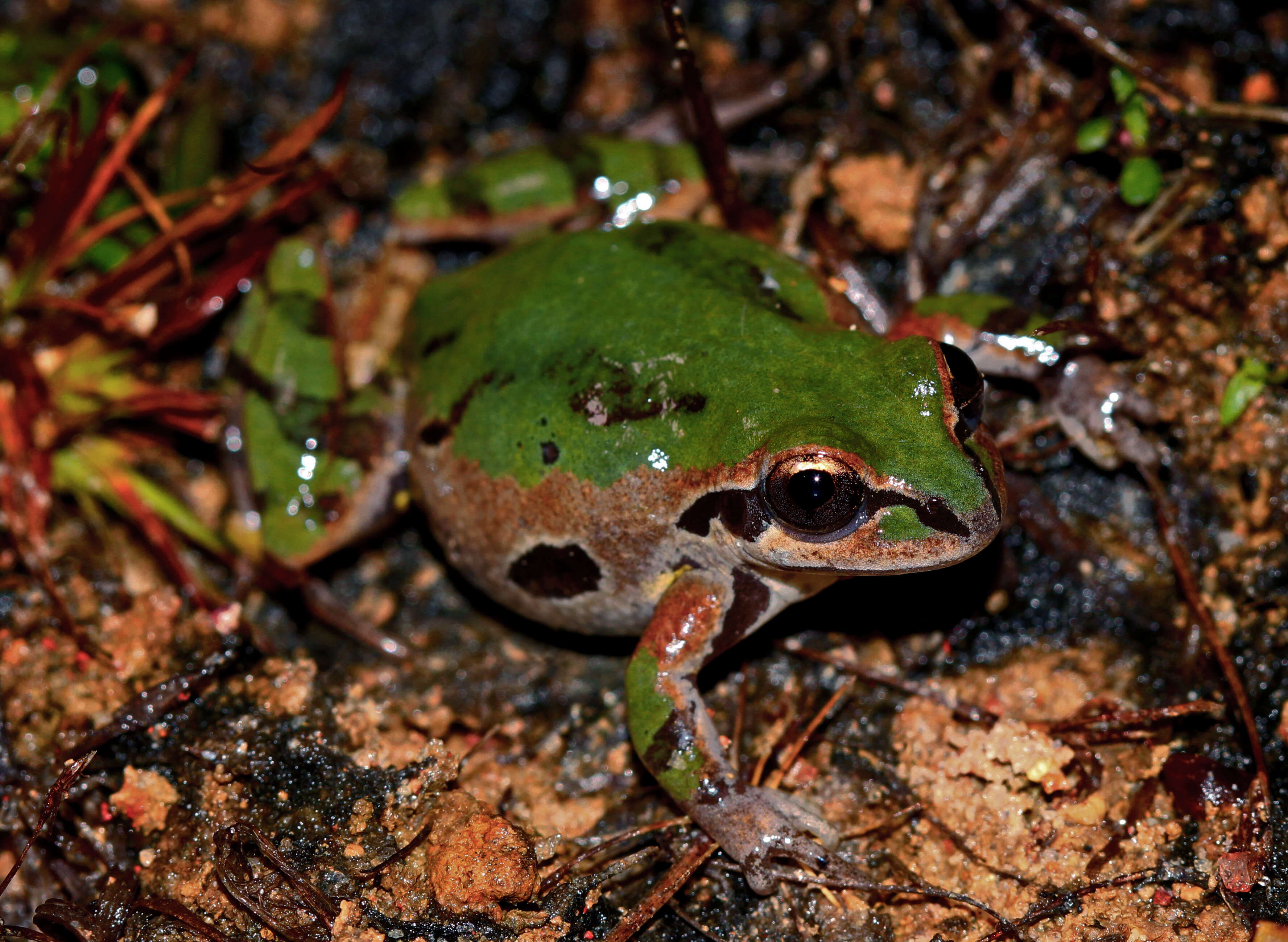 Sivun Pseudacris ornata (Holbrook 1836) kuva