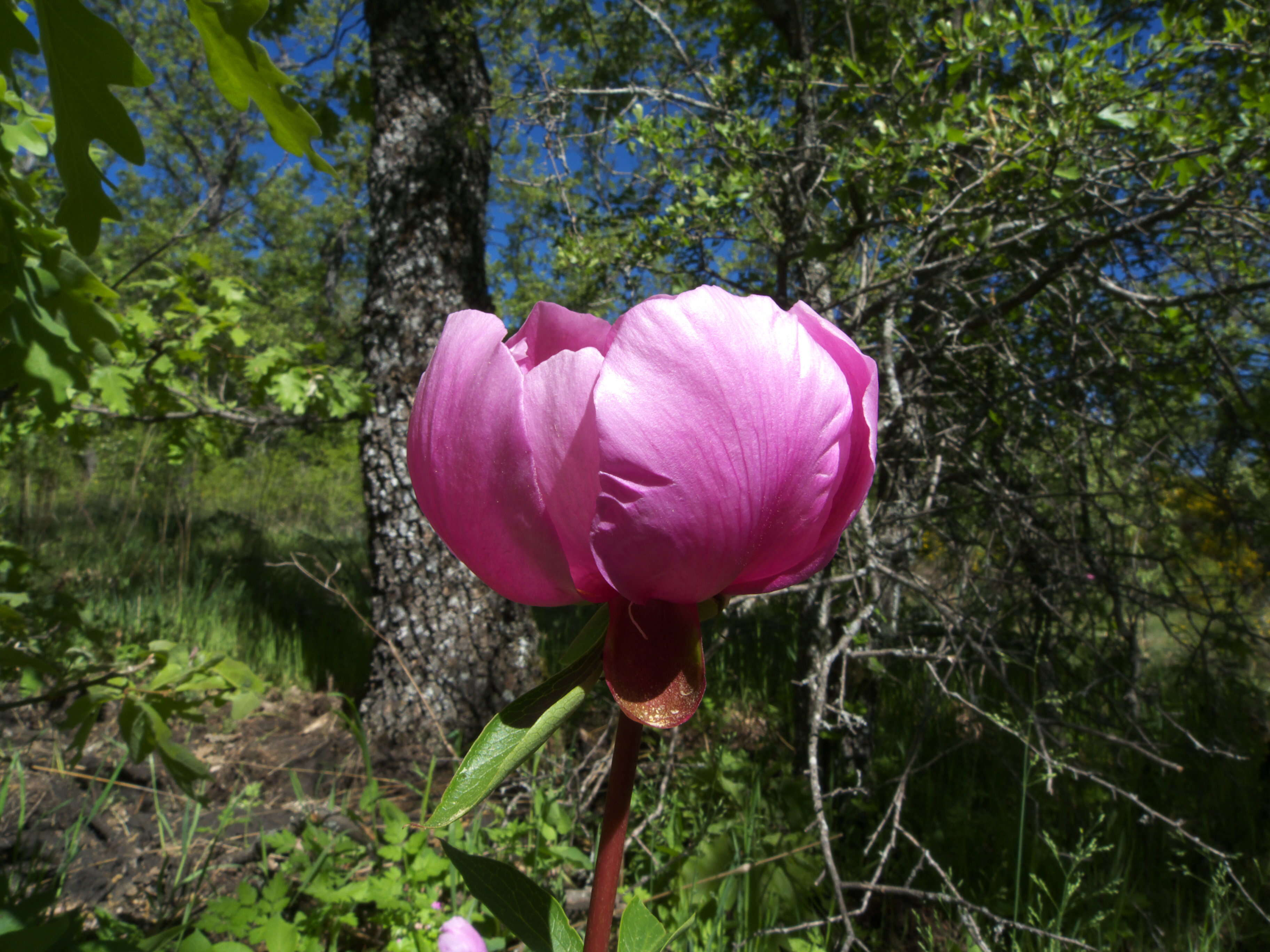 Image of Paeonia broteri