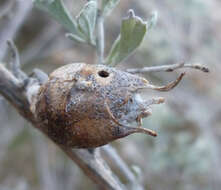 Imagem de Artemisia tridentata (Nutt.) W. A. Weber