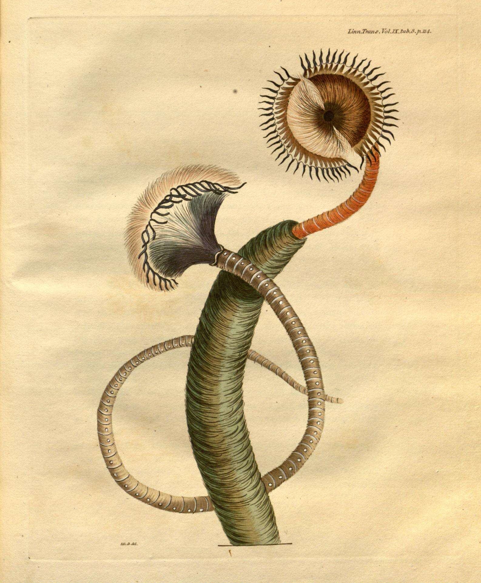 Image de Myxicola infundibulum (Montagu 1808)