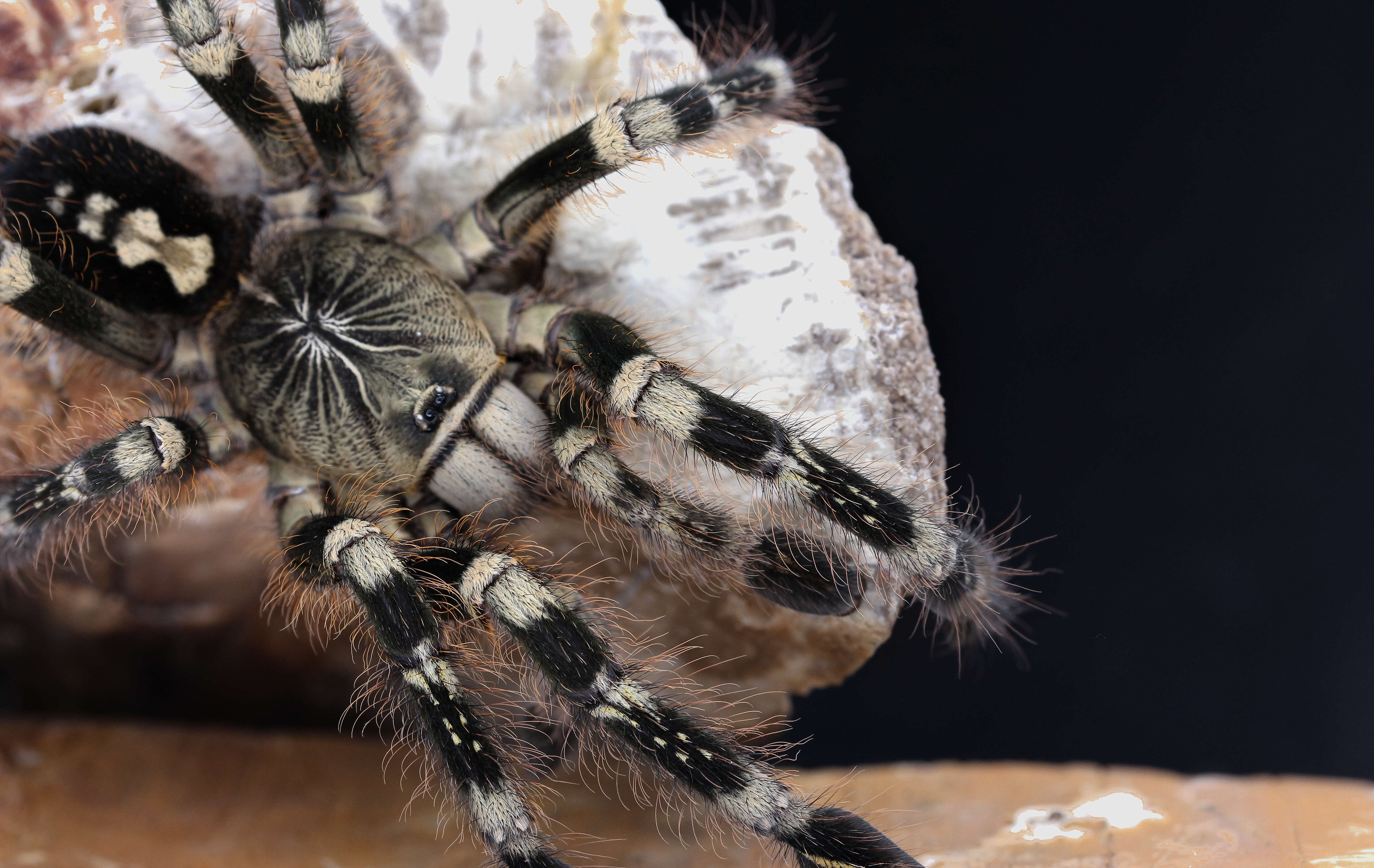 Image of Ivory Ornamental Tarantula