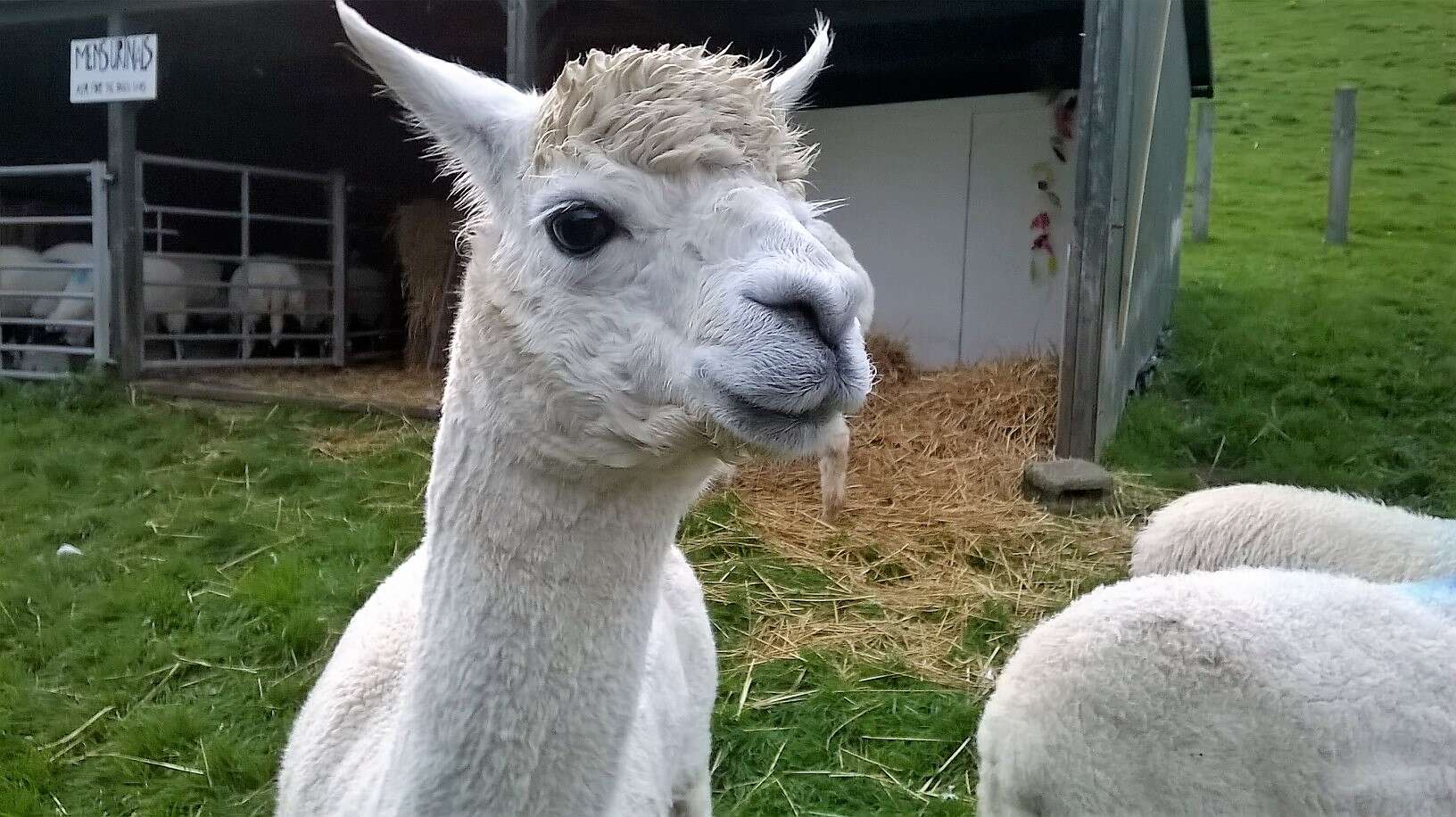 Image of Alpaca