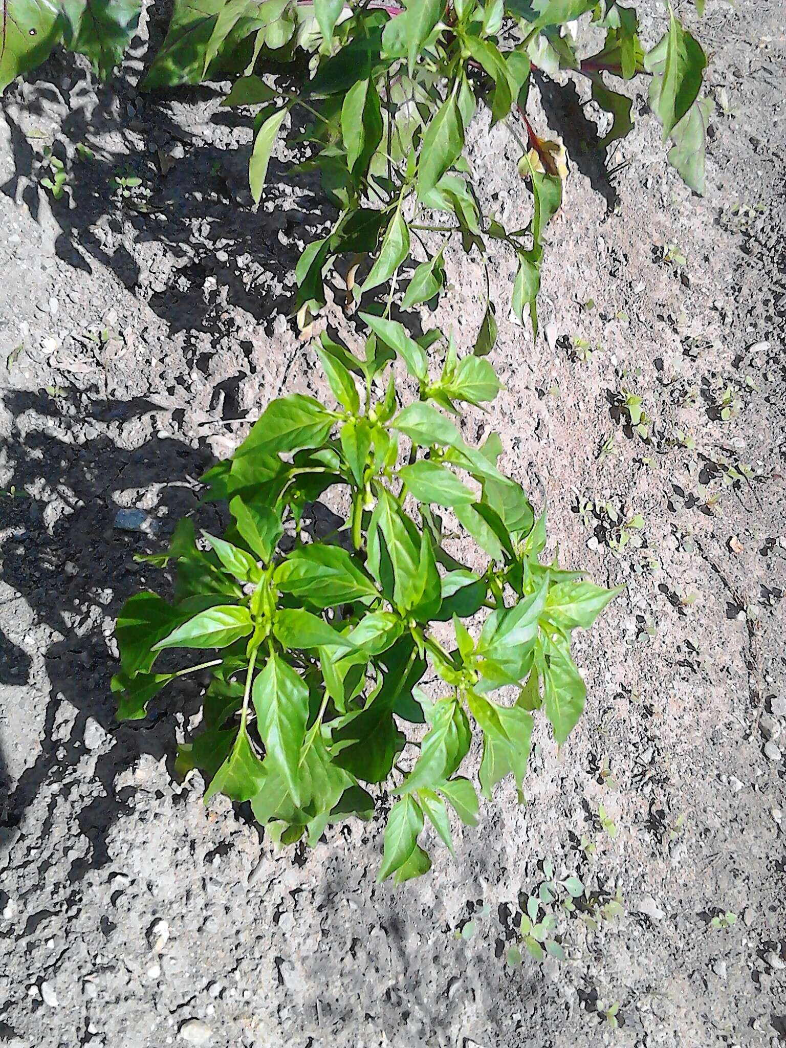 Imagem de Capsicum annuum L.