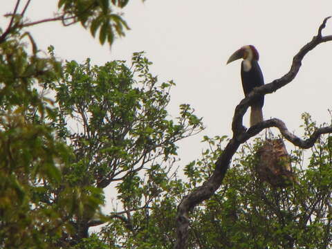 Image of Wreathed Hornbill