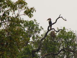 Image of Wreathed Hornbill