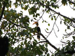 Image of Great Indian Hornbill