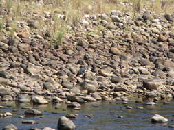 Imagem de Ardea insignis Hume 1878