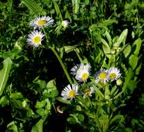 Image of eastern daisy fleabane