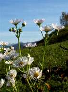 Image of eastern daisy fleabane