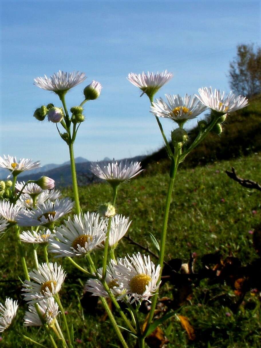 Image of eastern daisy fleabane