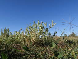 Image de Atriplex lindleyi Moq.