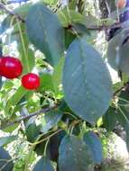 Image of sour cherry