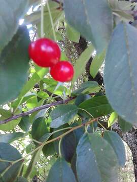 Imagem de Prunus cerasus L.