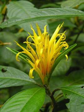 Image of Justicia aurea Schltdl.