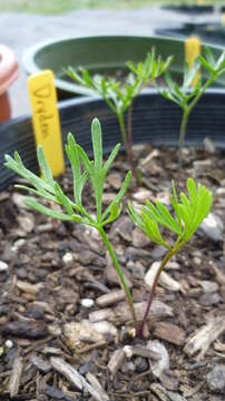 Sivun Lomatium dissectum (Nutt. ex Torr. & Gray) Mathias & Constance kuva