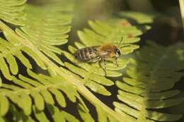 Image of Colletes hederae Schmidt & Westrich 1993