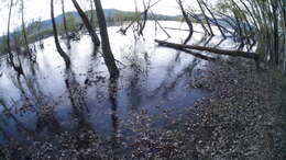 Image of Black Cottonwood