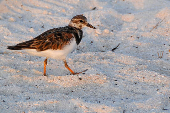 Image of Ruddy Turnstone