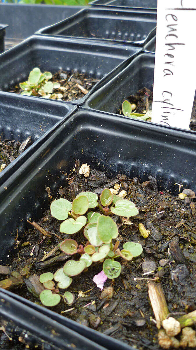 Image of roundleaf alumroot