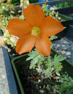 Image of Munro's globemallow