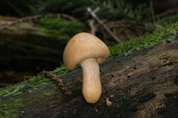 Image de Gymnopilus hybridus (Gillet) Maire 1933