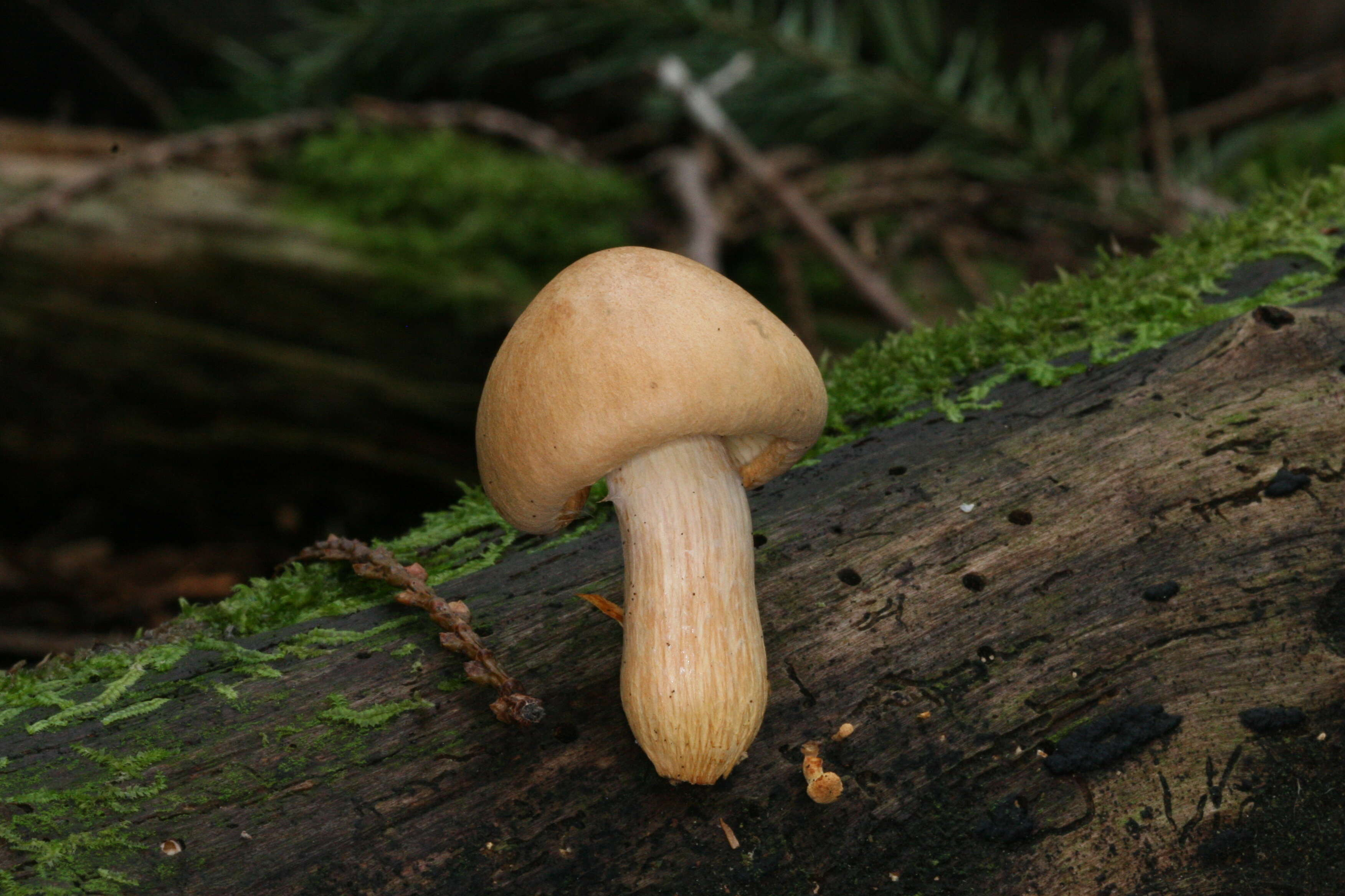 Image of Gymnopilus hybridus (Gillet) Maire 1933