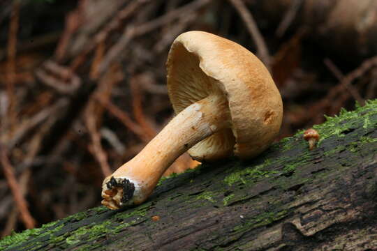 Image of Gymnopilus hybridus (Gillet) Maire 1933