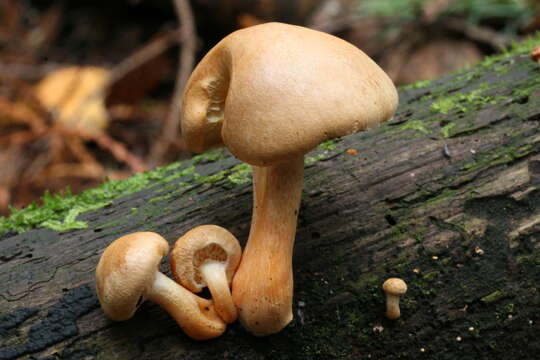 Image of Gymnopilus hybridus (Gillet) Maire 1933