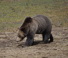 Image of grizzly bear