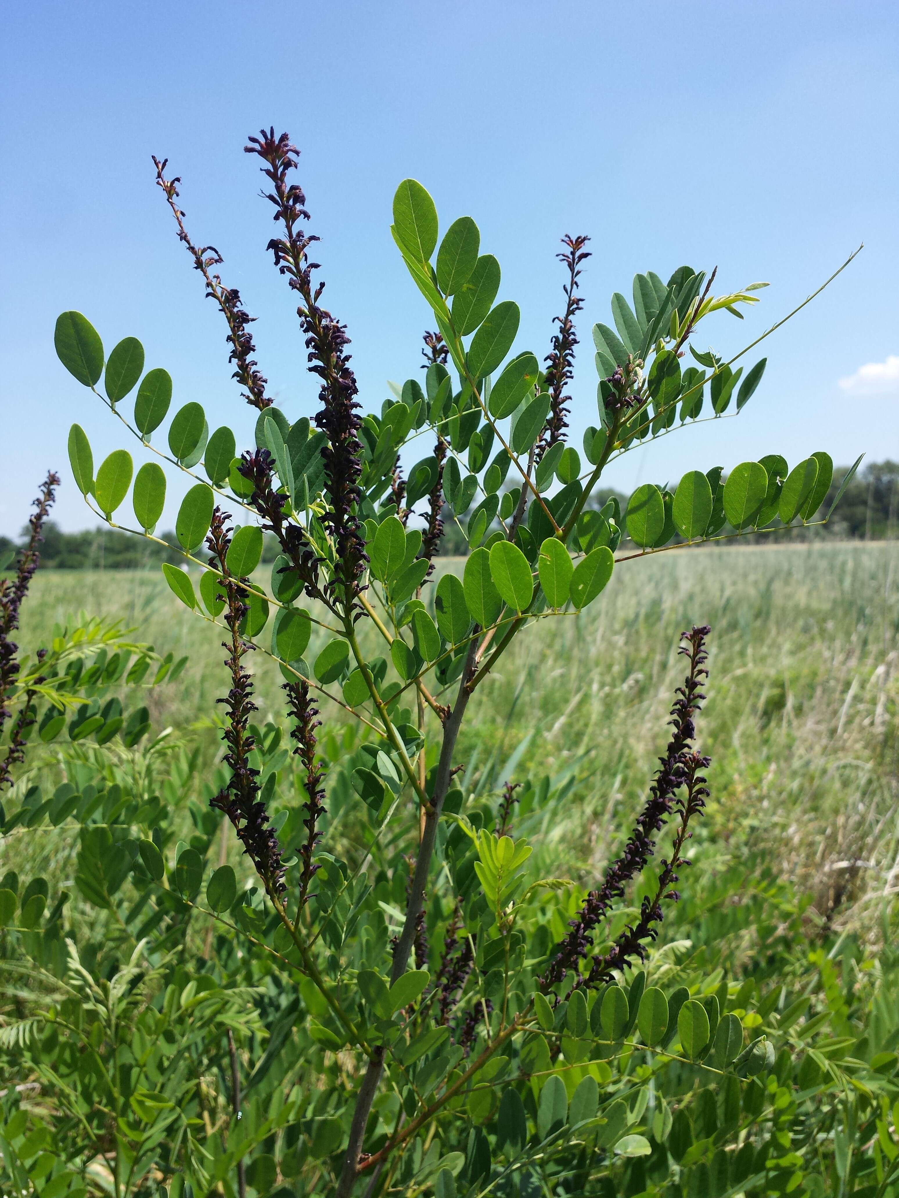 Image of desert false indigo